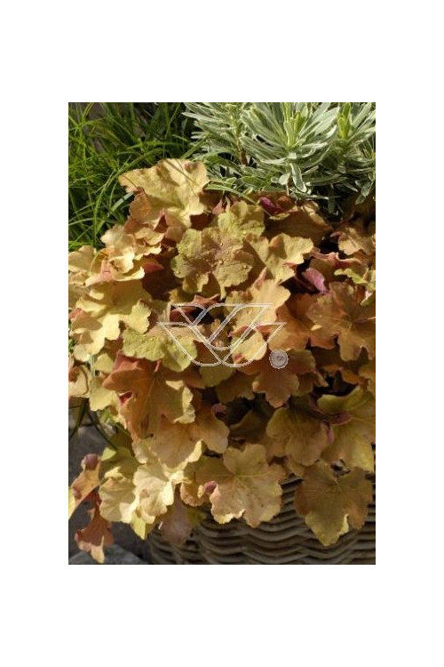 Żurawka 'Creme Brule' Heuchera