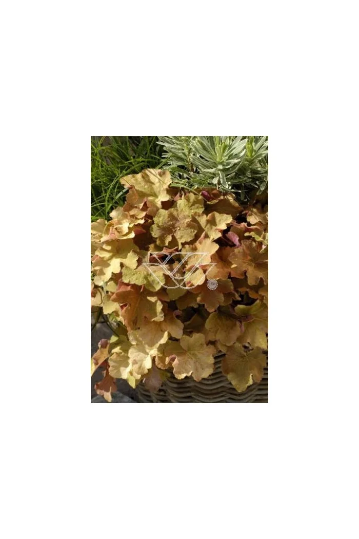 Żurawka 'Creme Brule' Heuchera