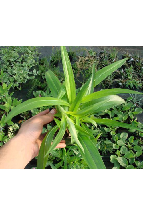 Goryczka krzyżowa Gentiana cruciata