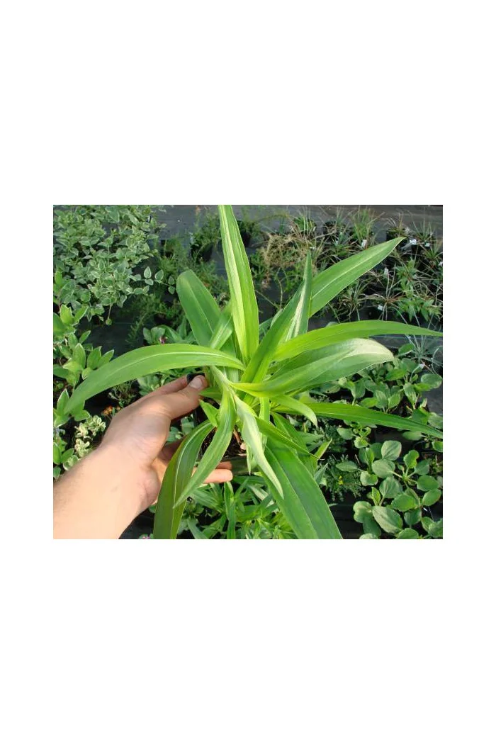 Goryczka krzyżowa Gentiana cruciata