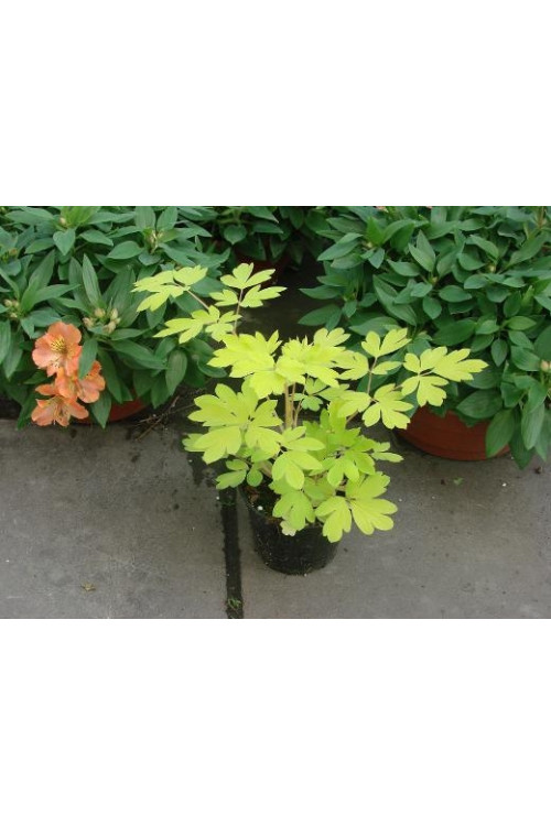 Serduszka okazała 'Gold Heart' | Dicentra spectabilis