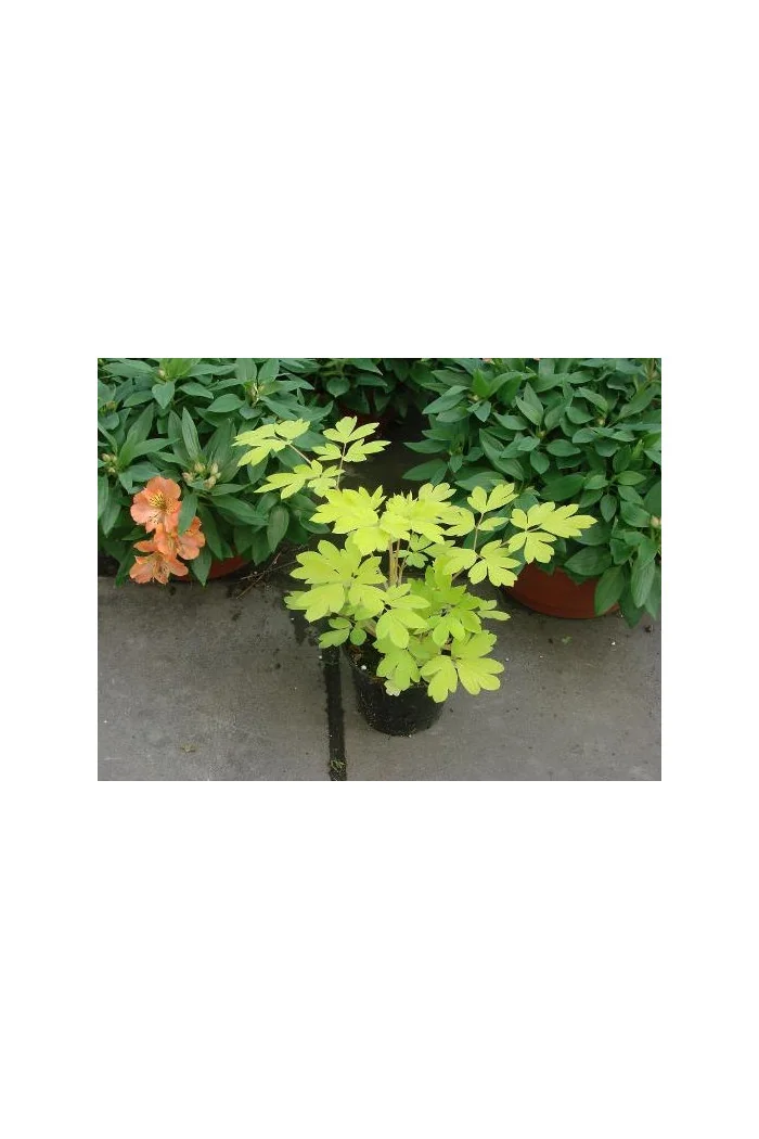 Serduszka okazała 'Gold Heart' | Dicentra spectabilis