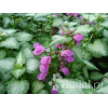 Jasnota plamista 'Beacon Silver' Lamium maculatum