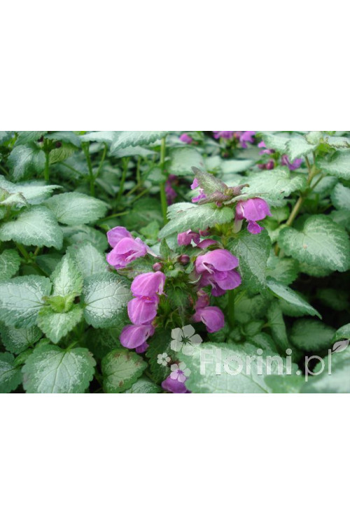 Jasnota plamista 'Beacon Silver' Lamium maculatum