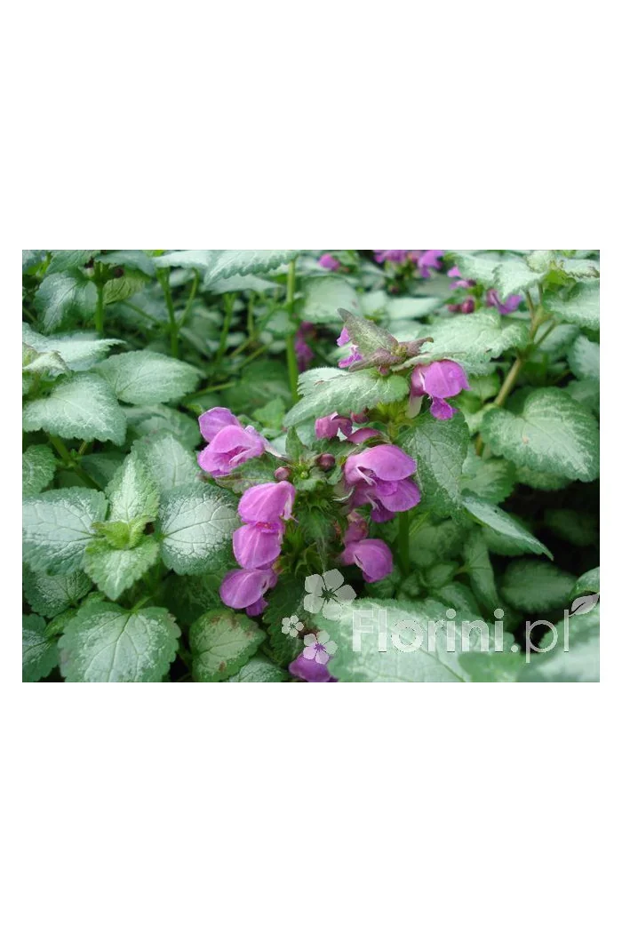 Jasnota plamista 'Beacon Silver' Lamium maculatum