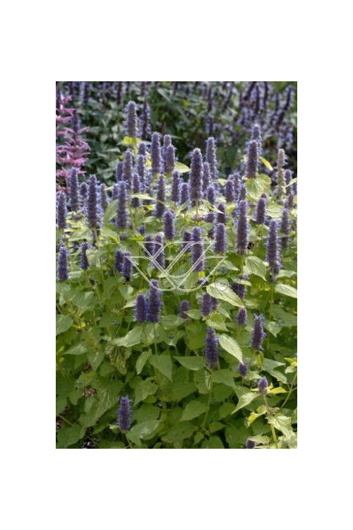 Kłosowiec 'Golden Jubilee' | Agastache foeniculum