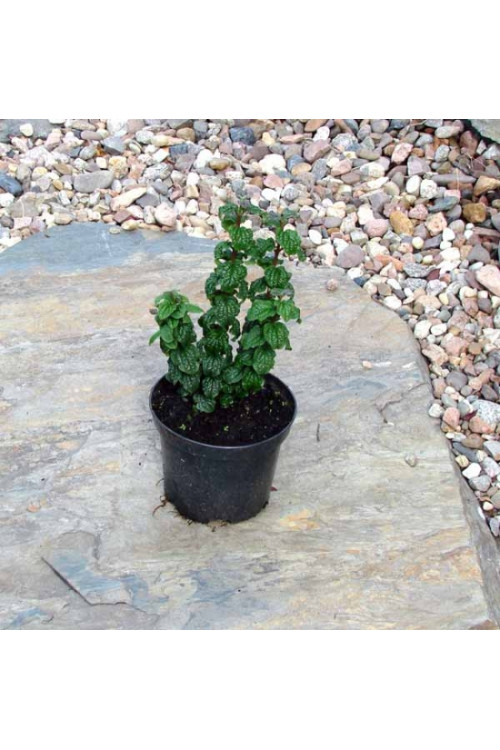 Dereń świdwa 'Compressa' Cornus sanguinea