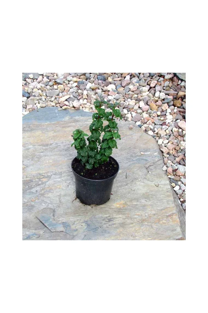 Dereń świdwa 'Compressa' Cornus sanguinea