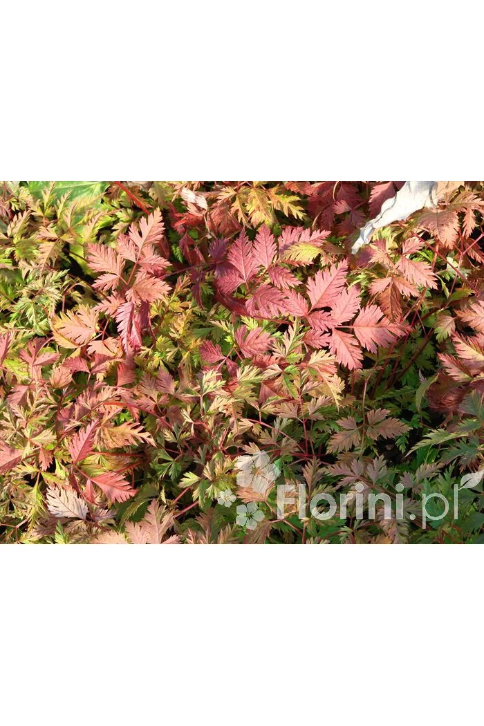 Parzydło lśniące | Aruncus aethusifolius