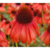 Jeżówka 'Tomato Soup' | Echinacea