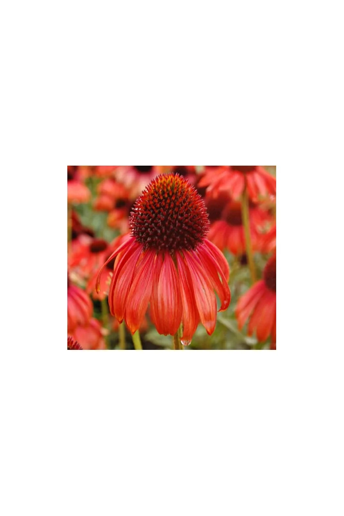 Jeżówka 'Tomato Soup' | Echinacea
