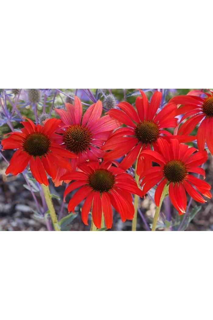 Jeżówka 'Tomato Soup' | Echinacea