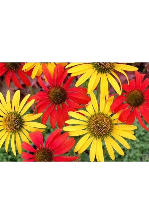 Jeżówka 'Tomato Soup' | Echinacea