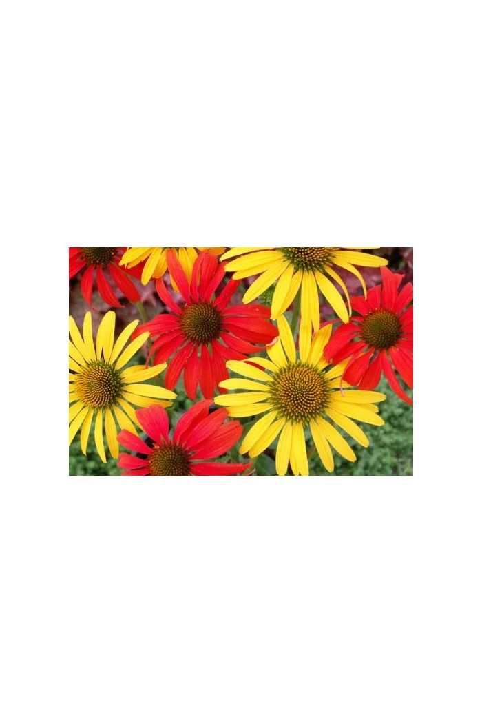 Jeżówka 'Tomato Soup' | Echinacea