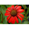 Jeżówka 'Tomato Soup' | Echinacea