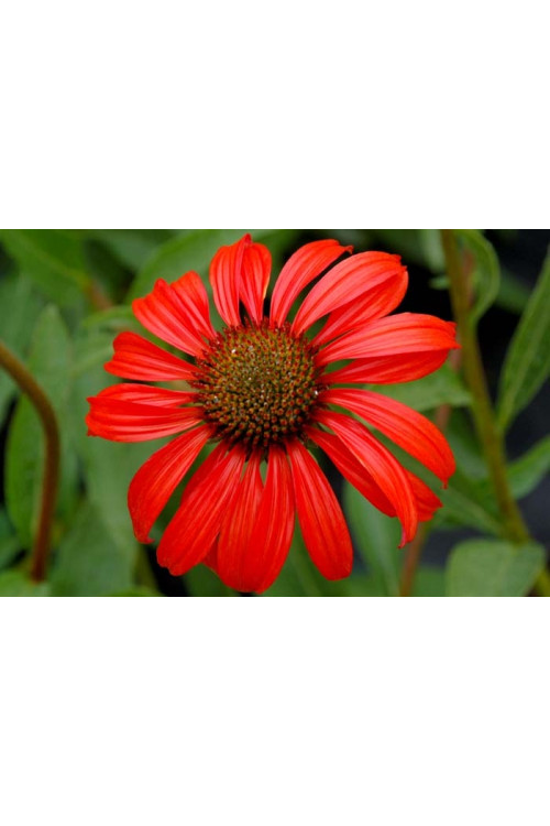 Jeżówka 'Tomato Soup' | Echinacea