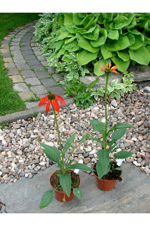 Jeżówka 'Tomato Soup' | Echinacea