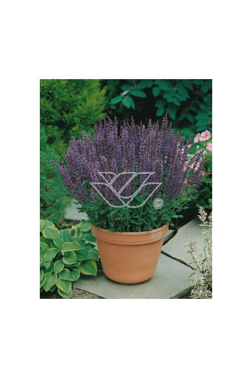 Szałwia omszona 'Merleau Blue' Salvia x superba