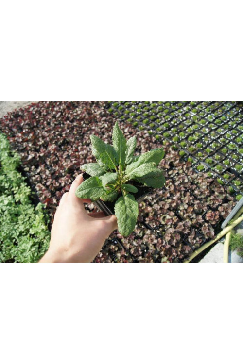 Szałwia omszona 'Merleau Blue' Salvia x superba