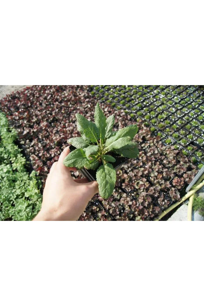 Szałwia omszona 'Merleau Blue' Salvia x superba