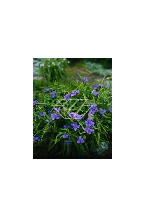 trzykrotka, Trzykrotka Andersona, Tradescantia