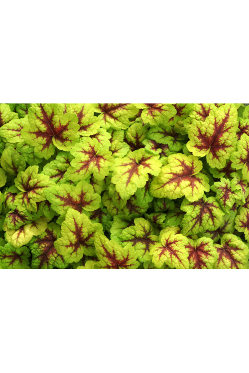 Żuraweczka Stoplight' | Heucherella