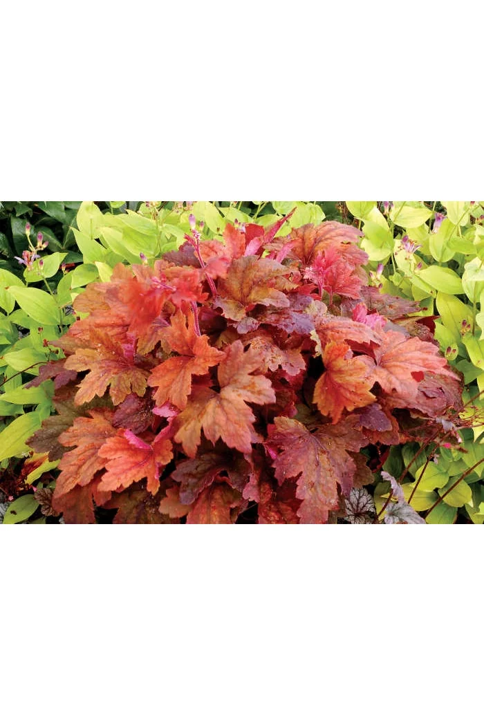 Żuraweczka 'Sweet Tea' | Heucherella