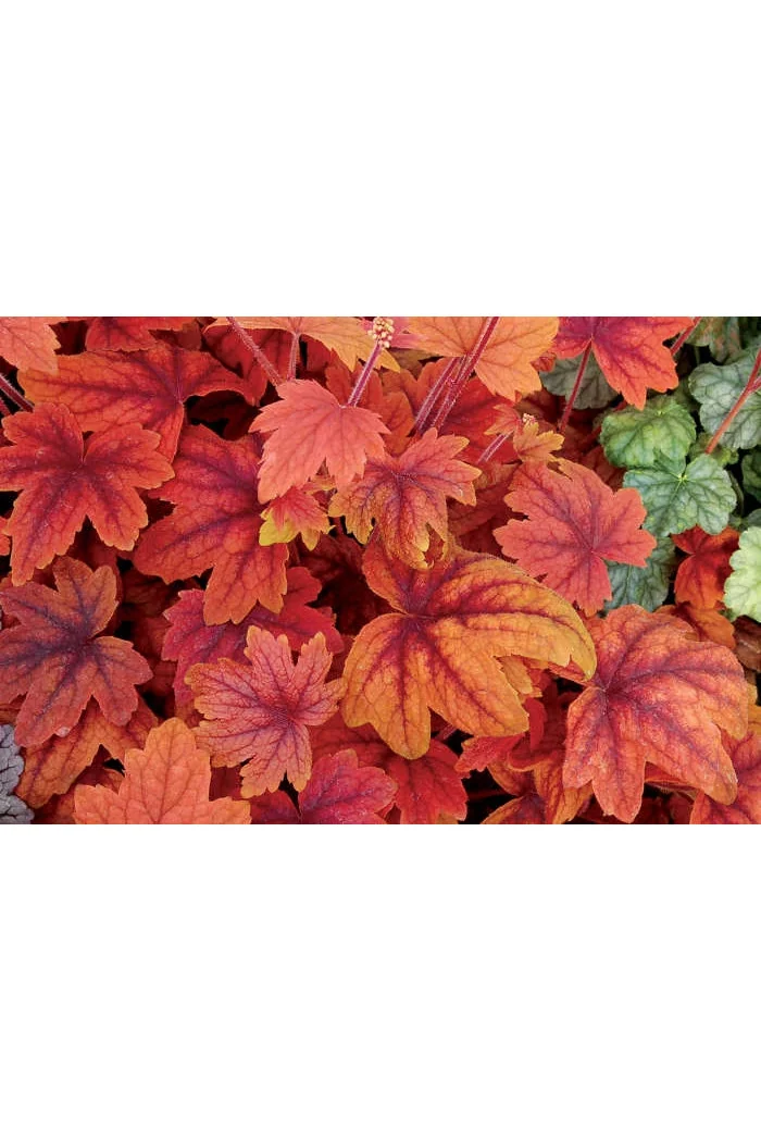 Żuraweczka 'Sweet Tea' | Heucherella