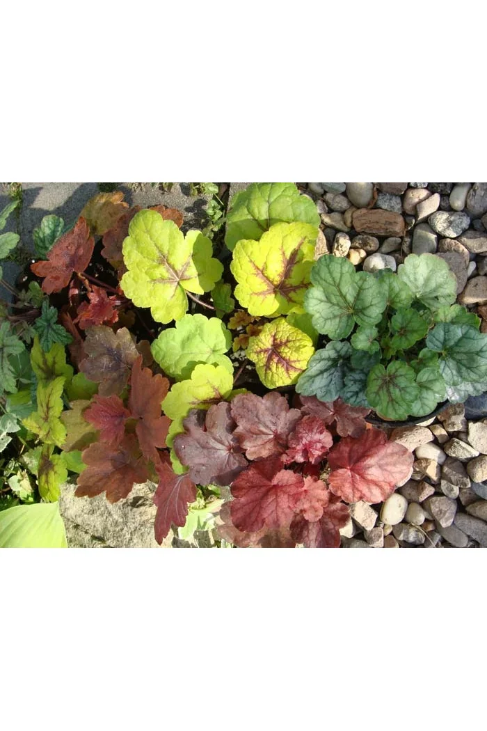 Żuraweczka 'Sweet Tea' | Heucherella