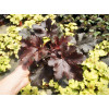 Żurawka 'Midnight Ruffles' Heuchera