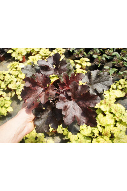 Żurawka 'Midnight Ruffles' Heuchera