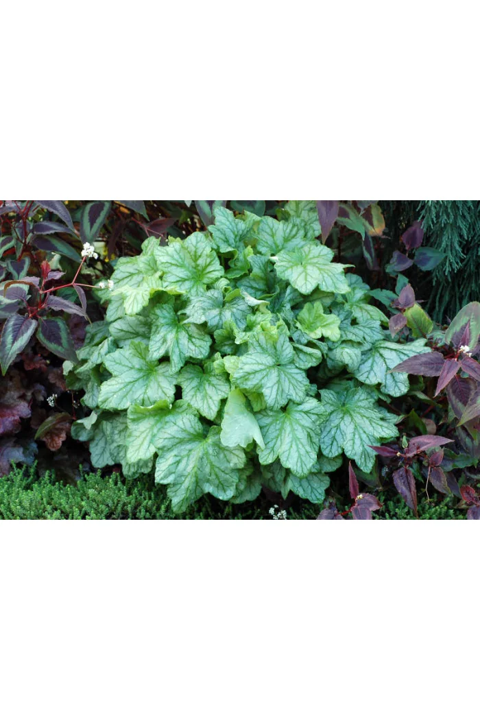 Żurawka 'Mint Julep' Heuchera
