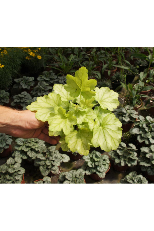 Żurawka 'Mint Julep' Heuchera