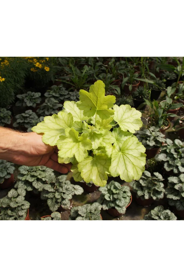 Żurawka 'Mint Julep' Heuchera