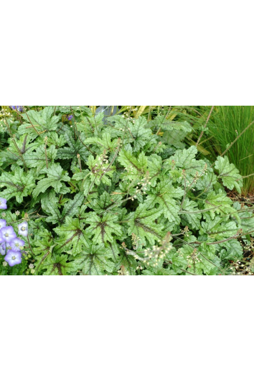 Żuraweczka (Żurawka) 'Kimono' | Heucherella