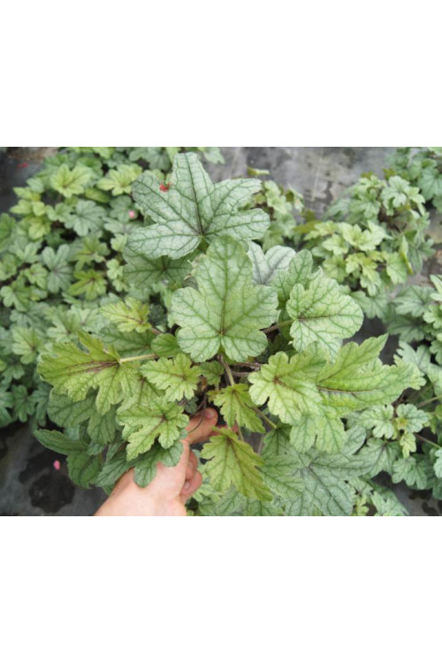 Żuraweczka (Żurawka) 'Kimono' | Heucherella