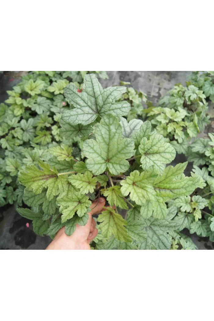 Żuraweczka (Żurawka) 'Kimono' | Heucherella