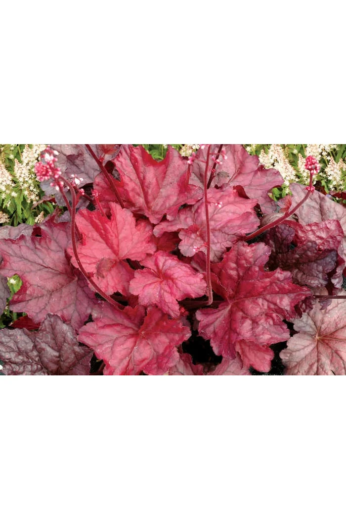 Żuraweczka 'Fire Chief' Heucherella