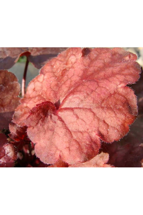 Żuraweczka 'Fire Chief' Heucherella