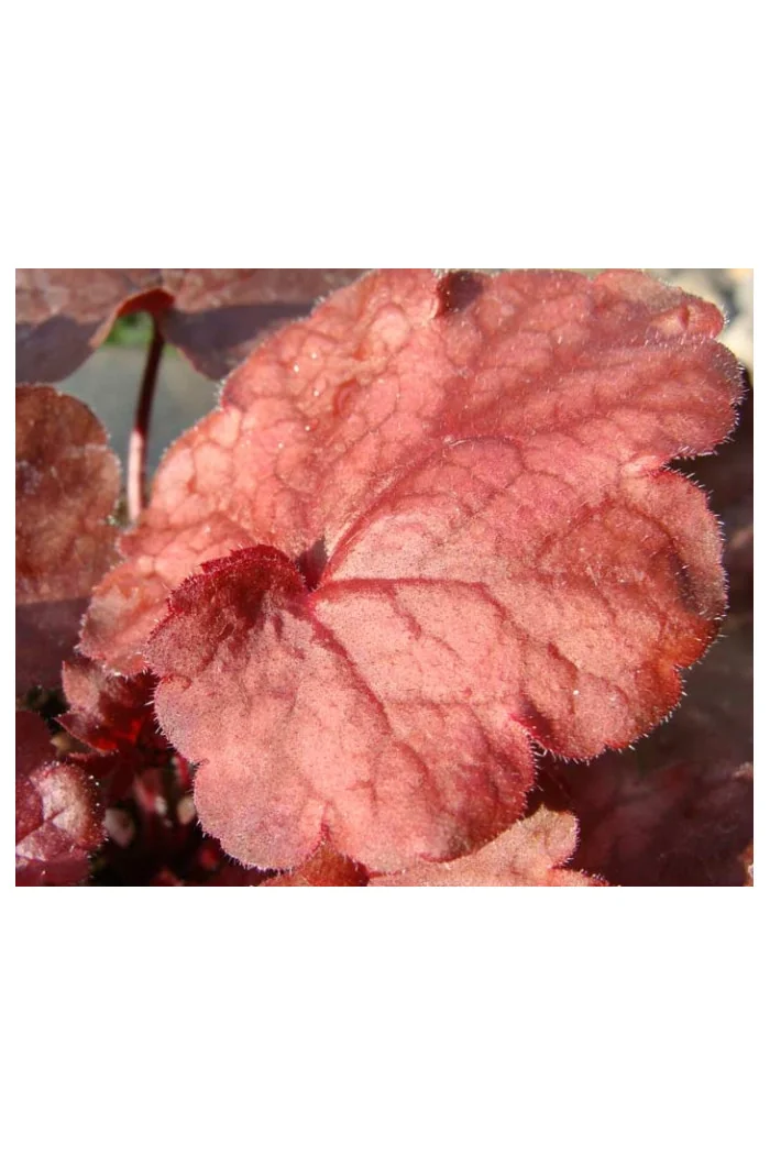 Żuraweczka 'Fire Chief' Heucherella