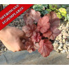 Żuraweczka 'Fire Chief' Heucherella