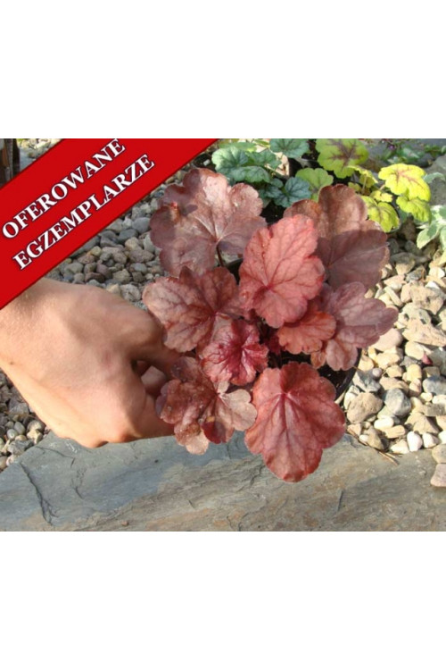 Żuraweczka 'Fire Chief' Heucherella