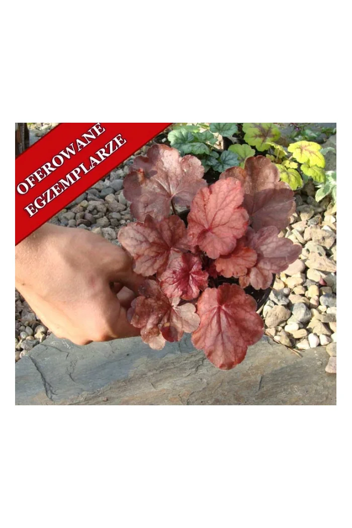 Żuraweczka 'Fire Chief' Heucherella