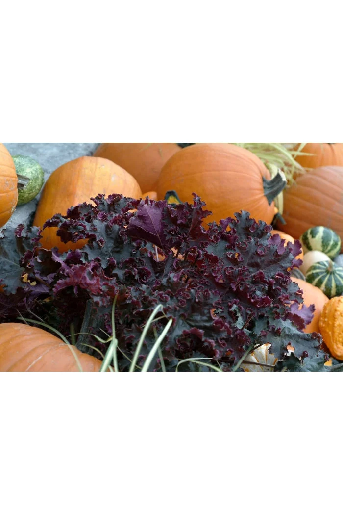 Żurawka 'Purple Petticoats' Heuchera