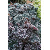Żurawka 'Purple Petticoats' Heuchera
