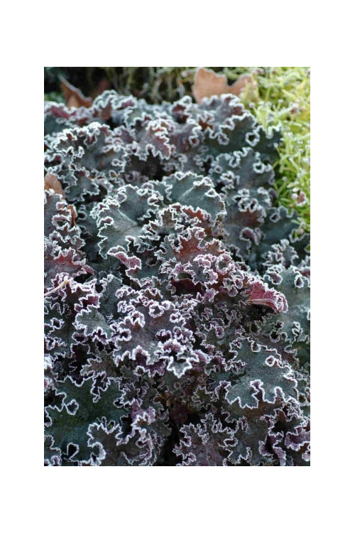 Żurawka 'Purple Petticoats' Heuchera