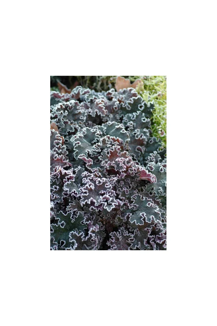 Żurawka 'Purple Petticoats' Heuchera