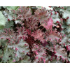 Żurawka 'Purple Petticoats' Heuchera