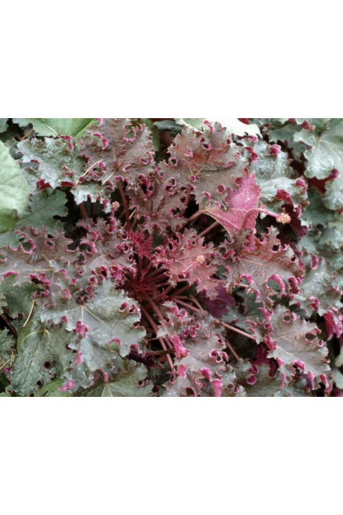 Żurawka 'Purple Petticoats' Heuchera