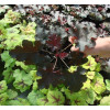 Żurawka 'Purple Petticoats' Heuchera